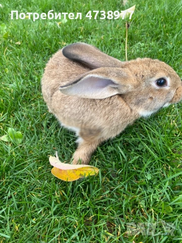 Зайци , снимка 13 - Други животни - 53488376