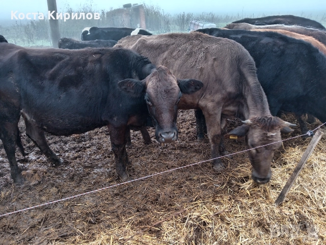юнички , снимка 3 - Крави - 52559321