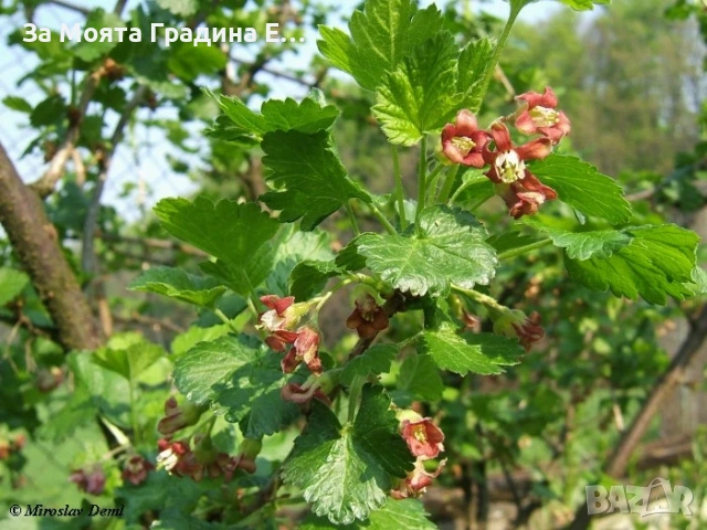 Йоща - хибрид между касис и цариградско грозде , снимка 2 - Градински цветя и растения - 54020913