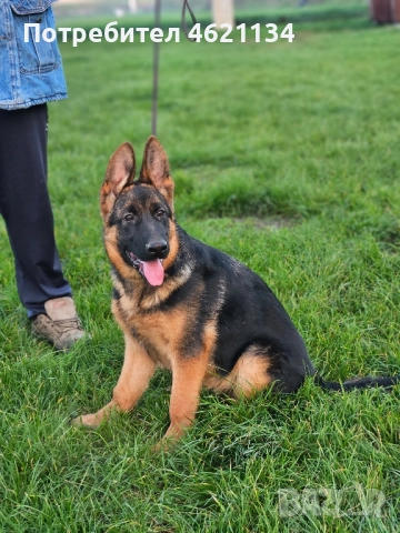 Малка мъжка немска, снимка 2 - Други животни - 52432567