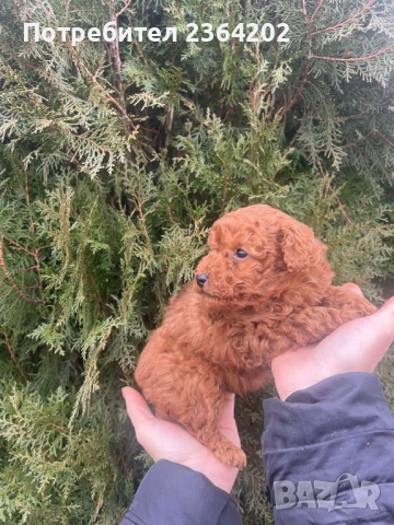 Пудел той, снимка 4 - Пудели - 53276964