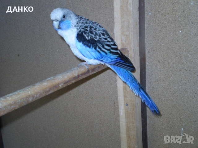 ПОСЛЕДНИ ПЕНАНТОВИ И ПЪСТРИ РОЗЕЛИ–МУТАЦИИ/т 2025 г./цената е  при описанието/, снимка 5 - Папагали - 50988054