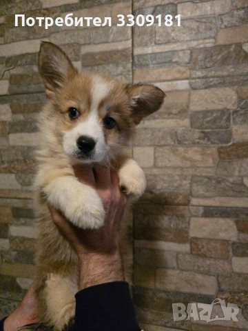 Уелско Корги Пембруг , снимка 3 - Други - 54208057