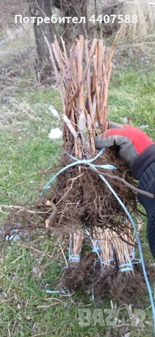 Целогодишен разсад ягоди и малини , снимка 9 - Разсади - 53653670