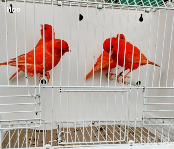 Червени и червена мозайка , снимка 4 - Канари - 52592823