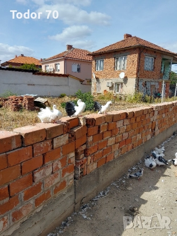 гълъби, снимка 3 - Гълъби - 52111546