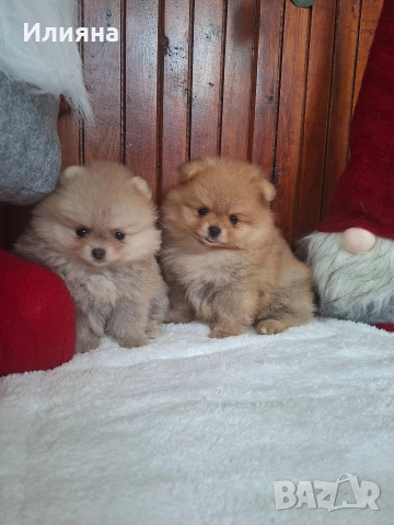 померан женски , снимка 2 - Померан - 52593704