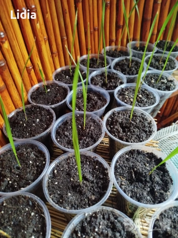 Палма "Вашингтон", снимка 2 - Стайни растения - 54263819