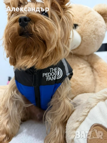 Якета за малки породи кучета, снимка 6 - За кучета - 53423515
