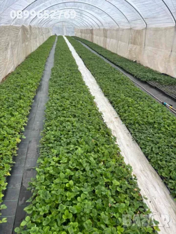 Ягода Априка и ягода Азия. 