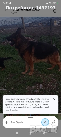 Елитно мъжко куче немска овчарка , снимка 4 - Немска овчарка - 52889918