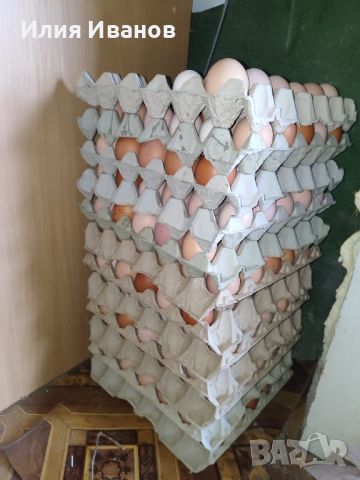 Птицевъдни услуги и разплодни яйца , снимка 7 - други­ - 45479799