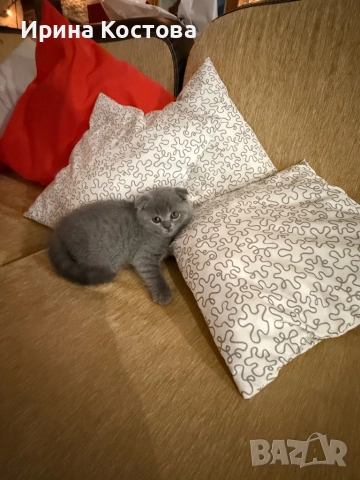 Малки клепоухи Британчета, снимка 17 - Британска късокосместа - 52920418