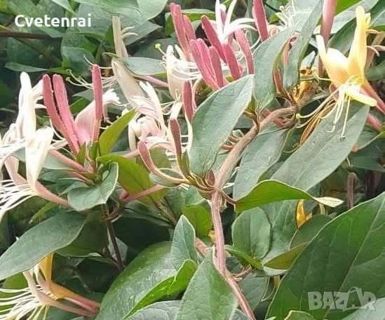 Лоницера Японика (Орлов нокът) 