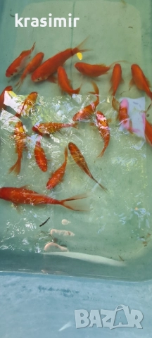 Езерни рибки комети, снимка 7 - Рибки - 51955813