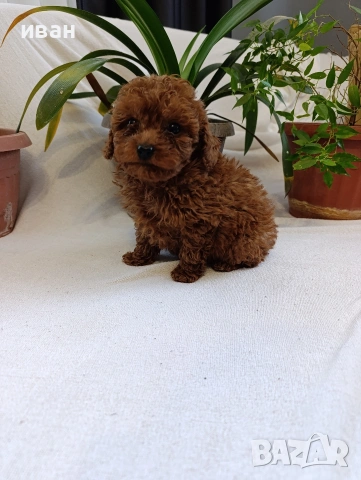 пудел , снимка 2 - Пудели - 53712352