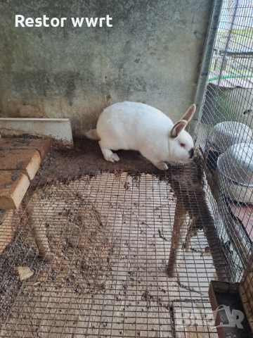 Зайци Калифорниец