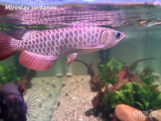 Arowana RTG, снимка 8 - Рибки - 54100964
