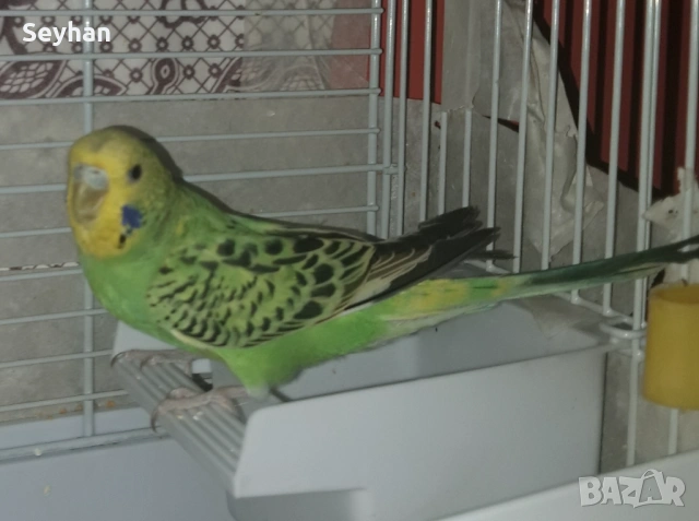 Папагали вълнисти, снимка 2 - Папагали - 54059693