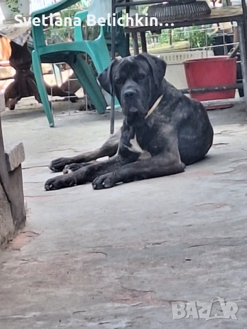 Продавам Кане Корсо, снимка 15 - Кане корсо - 54278276