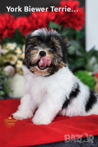 Йоркширски Териер! Страхотни кученцата с родословие! Доставка , снимка 2 - Йоркширски териер - 52604300