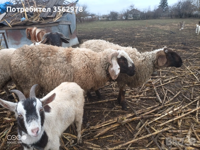 шилета , снимка 2 - Овце - 53289584