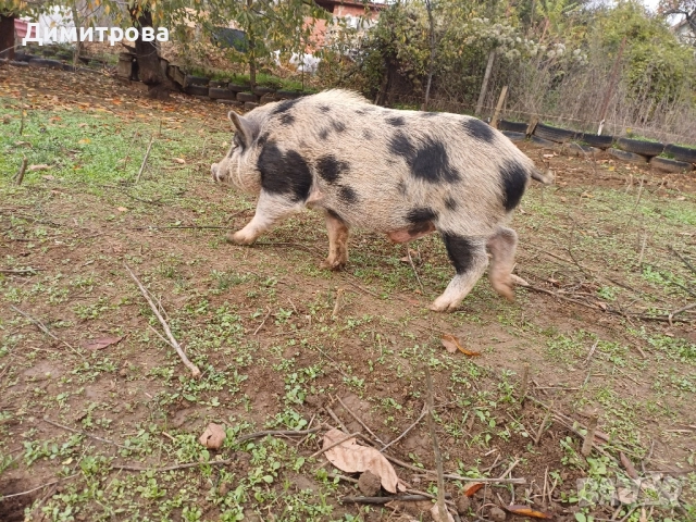 Мъжко виетнамско прасе, нерез, снимка 2 - Прасета - 52327964