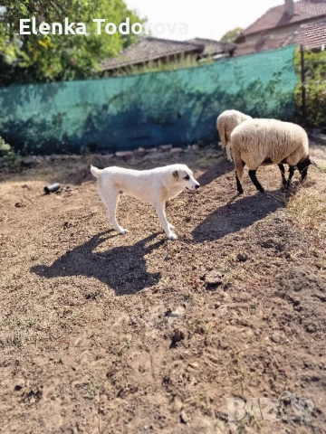 продавам мъжко алабайче родителите може да се видят на място , снимка 1
