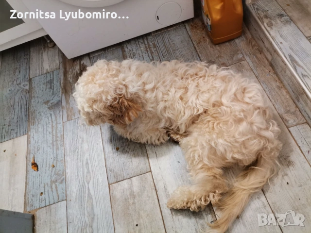 Лагото+кокер момиченце, снимка 2 - Други - 53863481