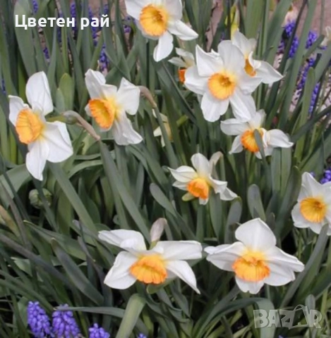 Луковици на нарциси микс 10бр , снимка 5 - Градински цветя и растения - 51559441