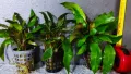 "Безплатна доставка" Криптокорина – Cryptocoryne species green, снимка 3