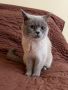 Шотландски/британски клепоухи/правоухи котета, снимка 10