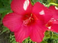 🌺🌺🌺Градински хибискус-студоустойчив🎁✨💐, снимка 1