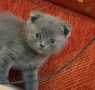 британски котенца, снимка 8