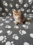 Екзотични късокосмести котета 🐈, снимка 4