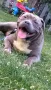 American bully xl, снимка 9