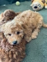 Пудел мини женско , снимка 2