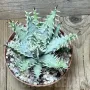 Aloe melanacantha v. erinacea, снимка 2