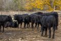 Продавам телета и крави порода Абърдийн Ангъс (Блек Ангъс), снимка 3