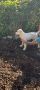 Средноазиатска овчарка САО Алабайчета, снимка 7