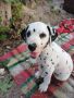 Чистокръвни Далматинци Кучета / Purebred Dalmatian Dogs, снимка 1