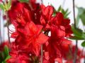 Рододендрон „Набуко“, Rhododendron 'Nabucco' , снимка 1