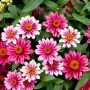 Zinnia angustifolia Mix-Циния, снимка 3