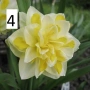 Нарциси , снимка 4