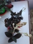 Лудизия Скъпоценна орхидея - Ludisia Discolor, снимка 1