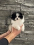 померан померани , снимка 2