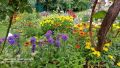 Продавам Жълта Йонотера, снимка 1 - Градински цветя и растения - 45514987