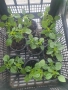 Босилек, снимка 3