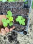 Разсад ягоди, малини и къпини, снимка 8