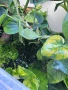 Растения надводни и водни , снимка 6